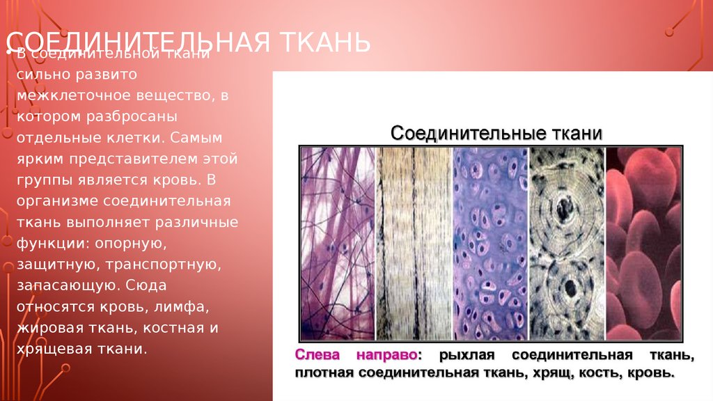 Для клеток какой ткани характерен рост клетки. Соединительная ткань строение и функции. Строение клеток соединительной ткани человека. Функции клеток соединительной ткани. Кровь соединительная ткань клетки.