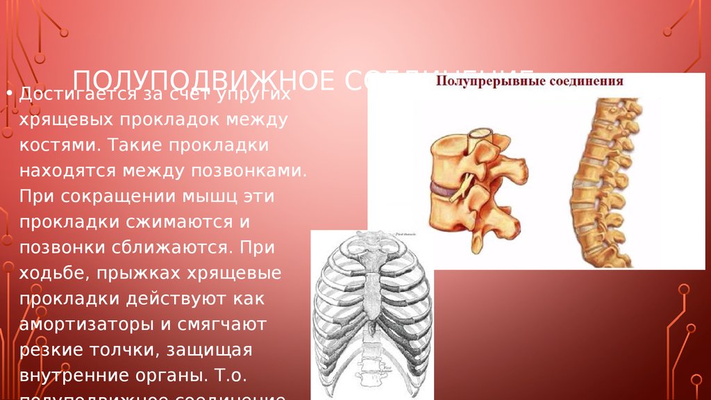 Полуподвижное соединение между костями. Полуподвижное соединение. Полуподвижное соединение хрящей. Полупрерывные соединения костей. Полуподвижное соединение костей.