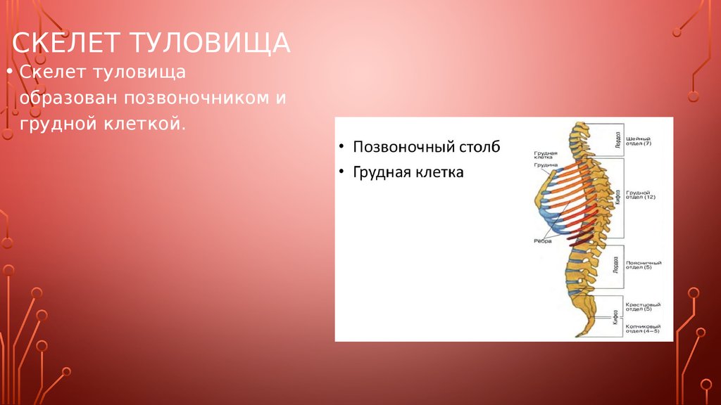 Позвоночник человека имеет 5 изгибов