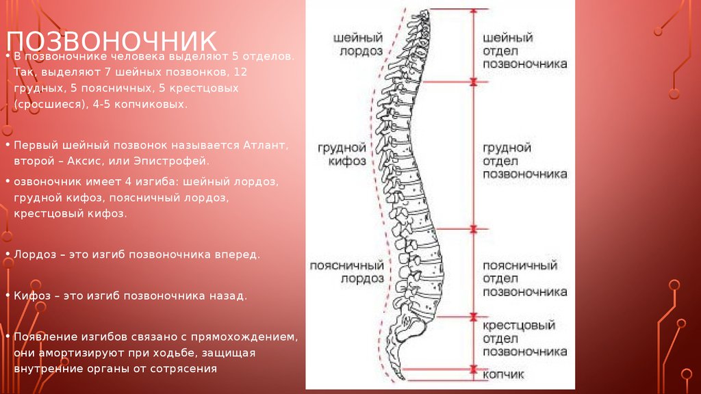 5 поясничный позвонок. Строение позвоночника лордоз кифоз. Лордозы и кифозы позвоночника анатомия. Строение позвоночного столба отделы изгибы. Изгибы позвоночника человека анатомия.