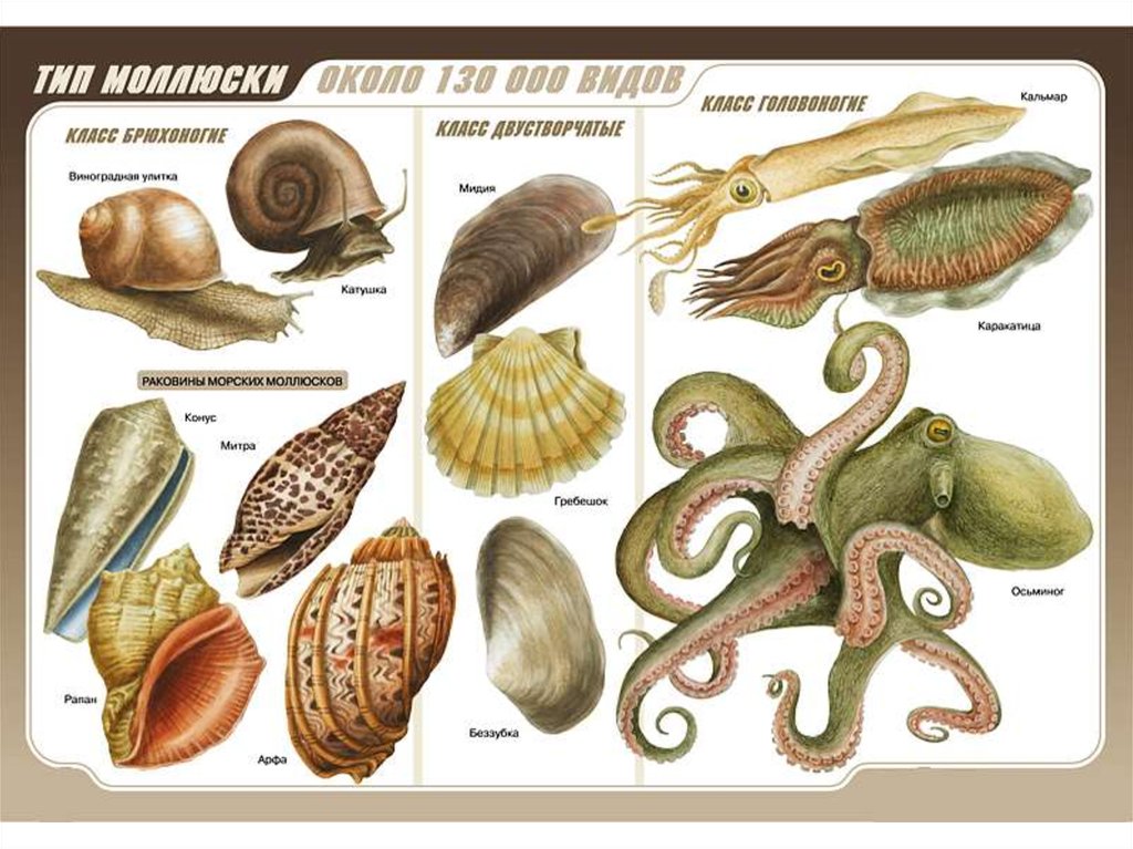 Моллюски относятся к классу. Тип моллюски (Mollusca). Тип моллюски 7 класс биология представители.