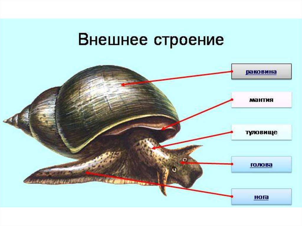 Схема строения легочного моллюска