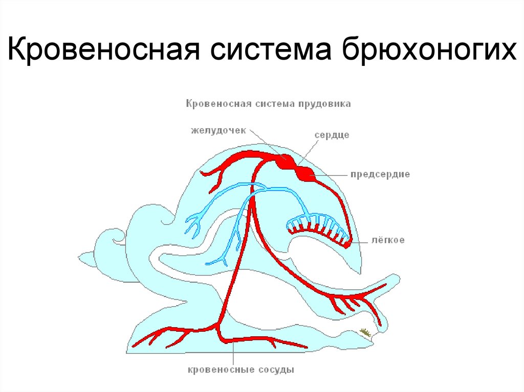 Моллюски имеют сердце. Тип кровеносной системы у брюхоногих моллюсков. Кровеносная система моллюсков схема. Схема строения кровеносной системы моллюсков. Схема кровеносной системы прудовика.