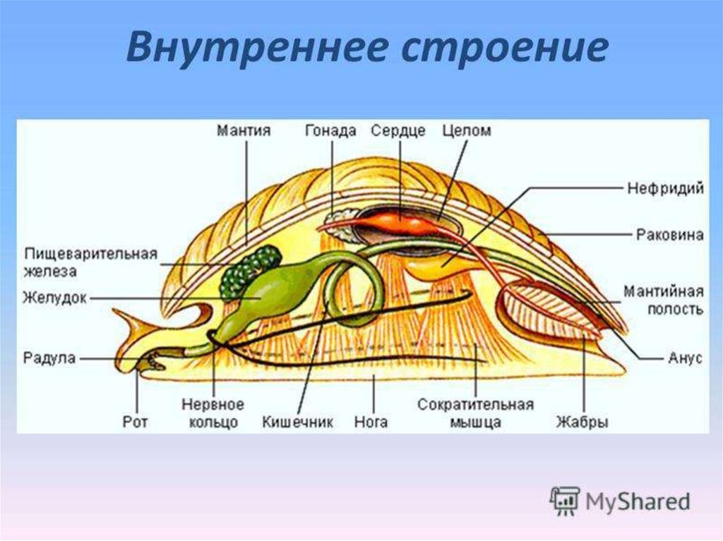 Тип моллюски схема