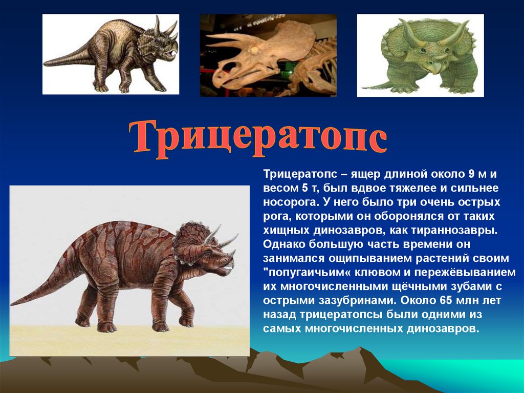 Опиши динозавра. Трицератопс Эра и период. Трицератопс 4к. Эволюция Трицератопса. Трицератопс рост.