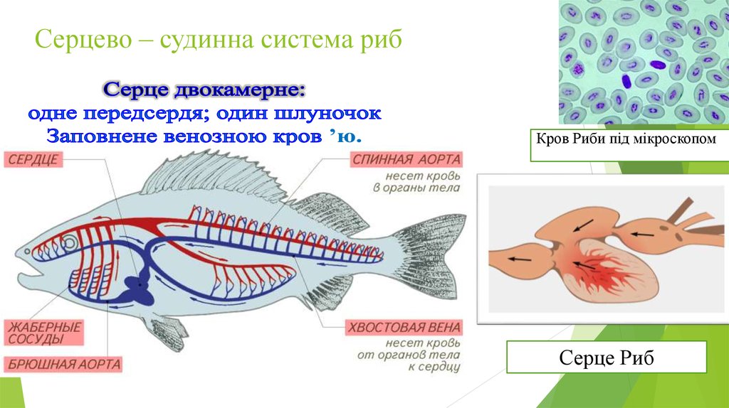 Серцево – судинна система риб