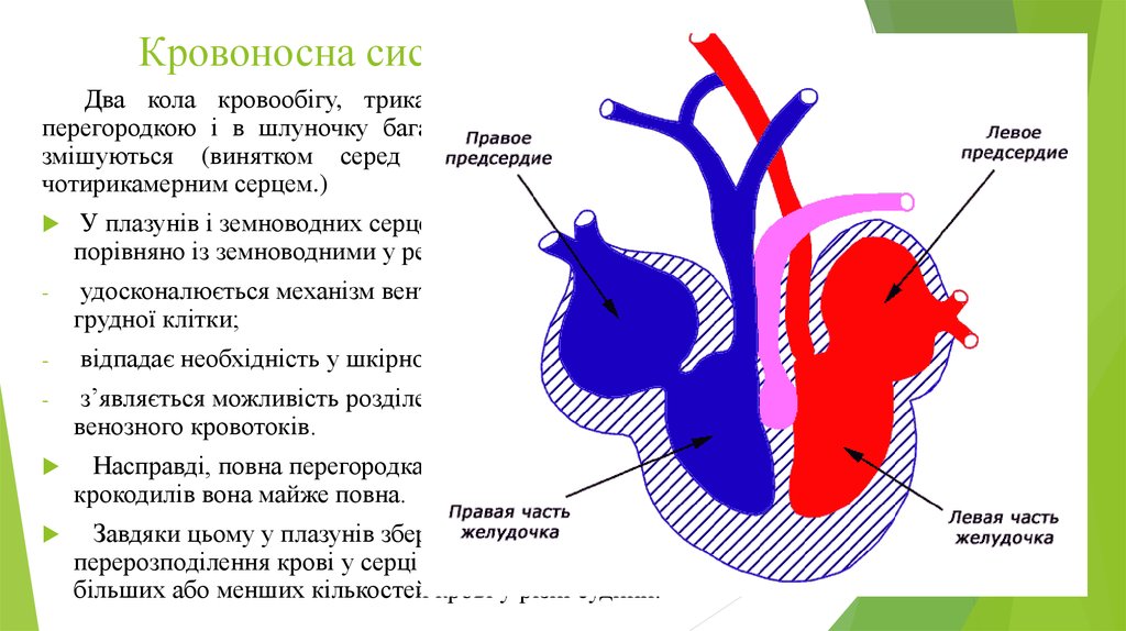 Кровоносна система Плазунів