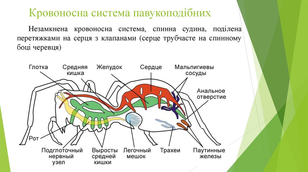 Кровоносна система павукоподібних
