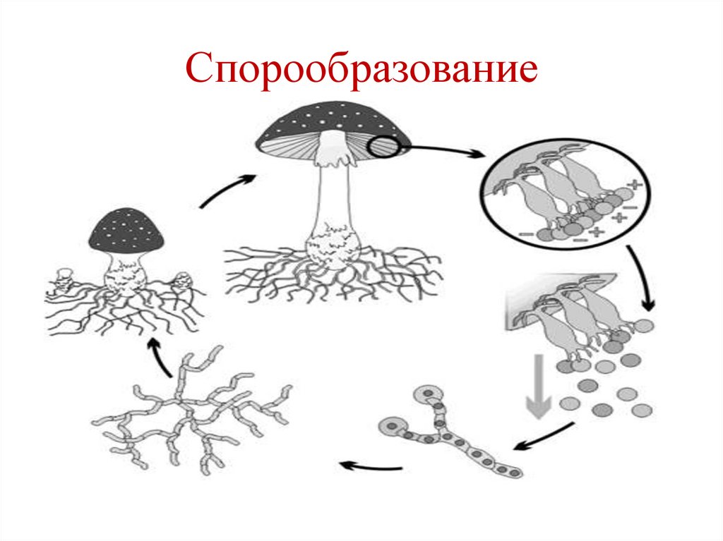 Деление клетки спорообразованием. Спорообразование бактериальной клетки. Спорообразование у грибов размножение бесполое. Размножение грибов спорами схема. Схема спорообразования у растений.