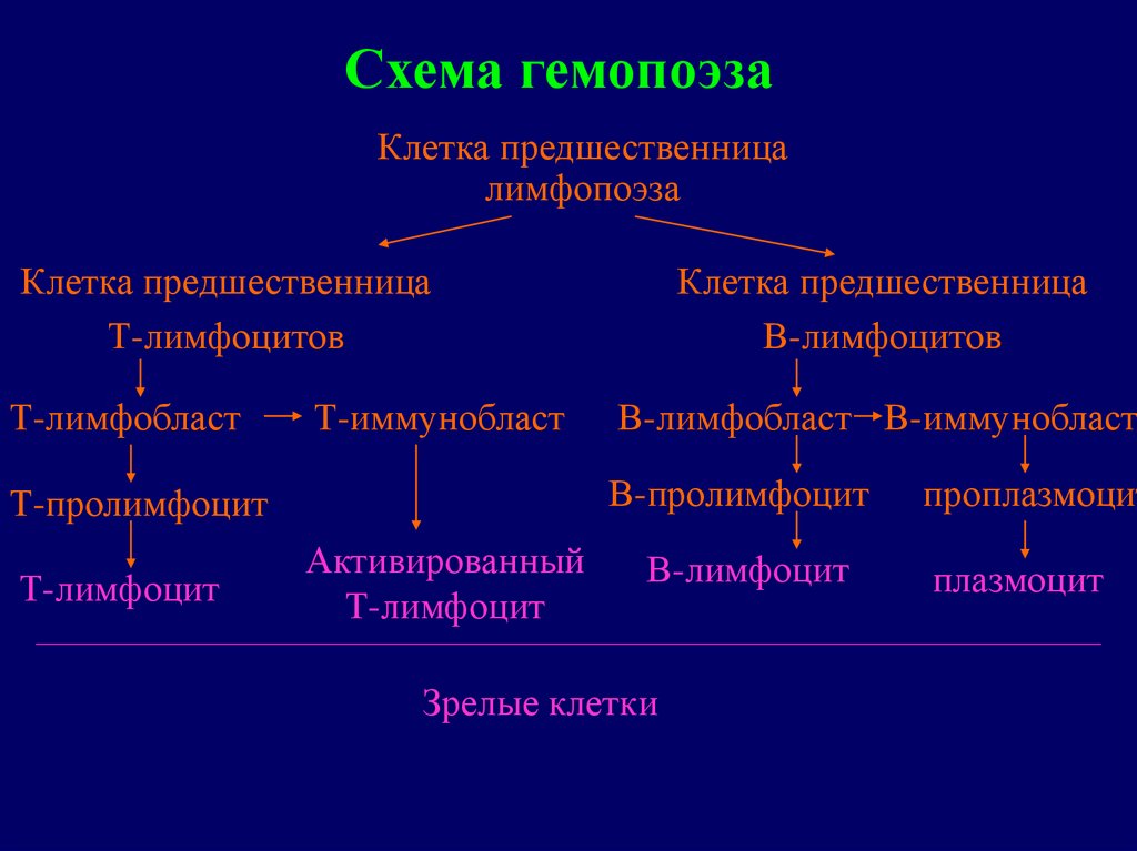 Миелопролиферативные заболевания презентация