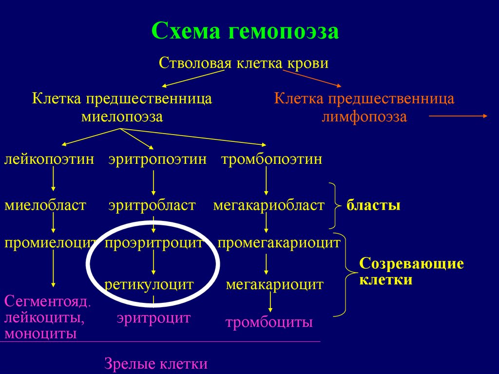 Миелопролиферативные заболевания презентация