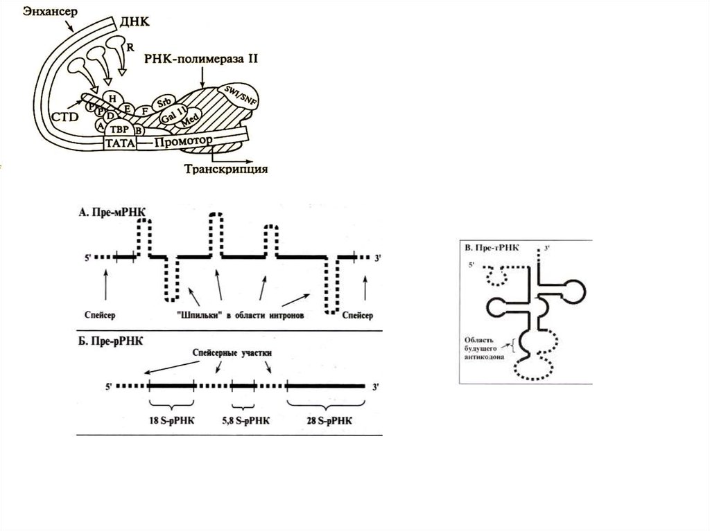 Транскрипция синтез мрнк. Спейсеры в ДНК. Энхансер. Промотор и энхансер. Матричная и транскрибируемая ДНК.