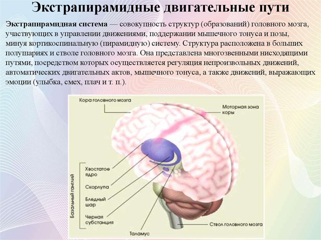 Экстрапирамидная система структуры. Двигательные экстрапирамидные пути головного мозга. Экстрапирамидная система анатомия строение. Экстрапирамидные пути функции.