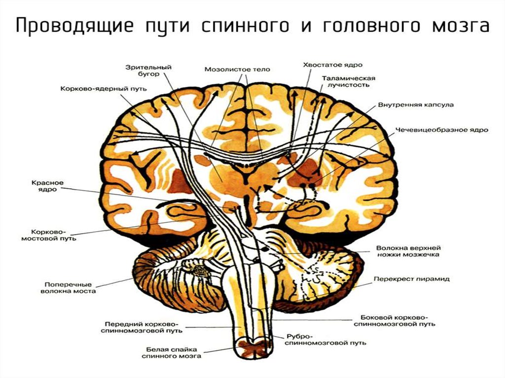 Проводящие пути спинного мозга схема восходящий и нисходящий