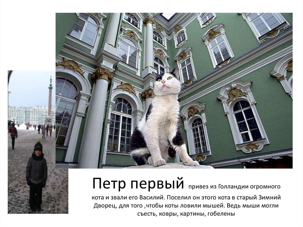 Петр первый привез из Голландии огромного кота и звали его Василий. Поселил он этого кота в старый Зимний Дворец, для того