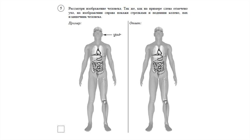 Впр 8 класс анатомия человека. Части тела человека ВПР 4 класс. Строение тела человека ВПР 4 класс. Изображение тела человека ВПР. Строение человека 4 класс окружающий мир ВПР.