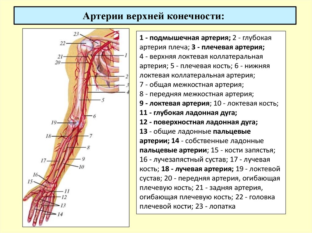 Операции верхних конечностей. Схема кровоснабжения верхней конечности. Артерии верхней конечности схема. Схема артериального кровотока верхней конечности. Ветви артерий верхней конечности.