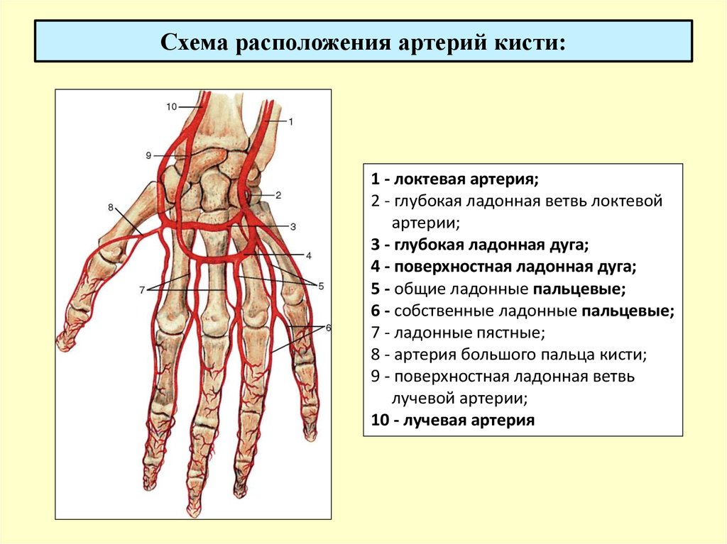 Схема расположения артерий кисти: