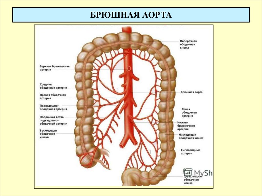 Учебное видео анатомии и топографии аорты