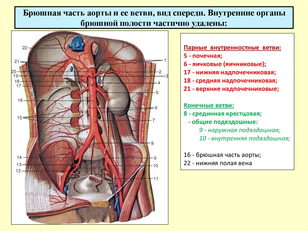 Брюшная и грудная полость тела. Артерии брюшной полости анатомия. Ветви брюшной аорты топографическая анатомия. Парные висцеральные ветви брюшной аорты. Топографическая анатомия брюшного отдела аорты.