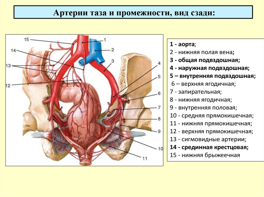 Кровоснабжение матки презентация