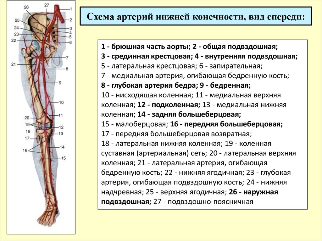 В статье под названием артерия жизни рассказывается. Кровоснабжение нижней конечности схема. Артерии система нижних конечностей схема. Артерии голени анатомия схема.