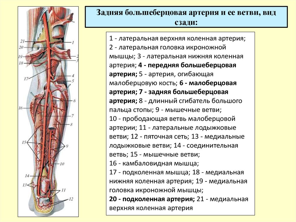 Эмболия латынь. Задняя большеберцовая артерия кт. Задняя  большеберцовая артерия голени анатомия. Топографическая анатомия задней большеберцовой артерии.