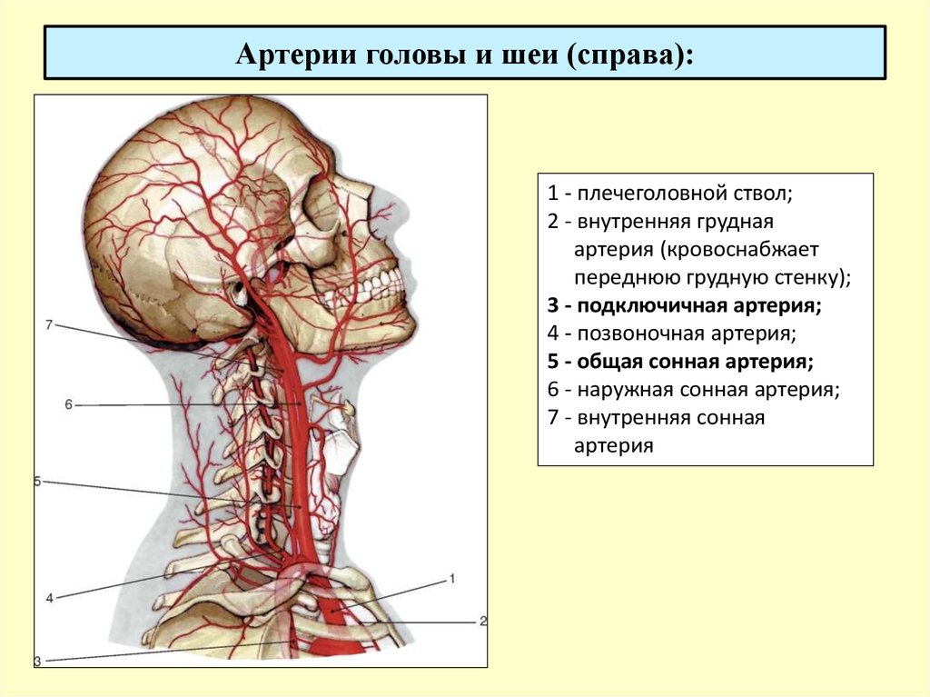 Статья артерия жизни по дну чего. Артерии шеи и головы области кровоснабжения. Ветви сонной артерии анатомия. Общая Сонная артерия топография. Кровоснабжение шеи анатомия.