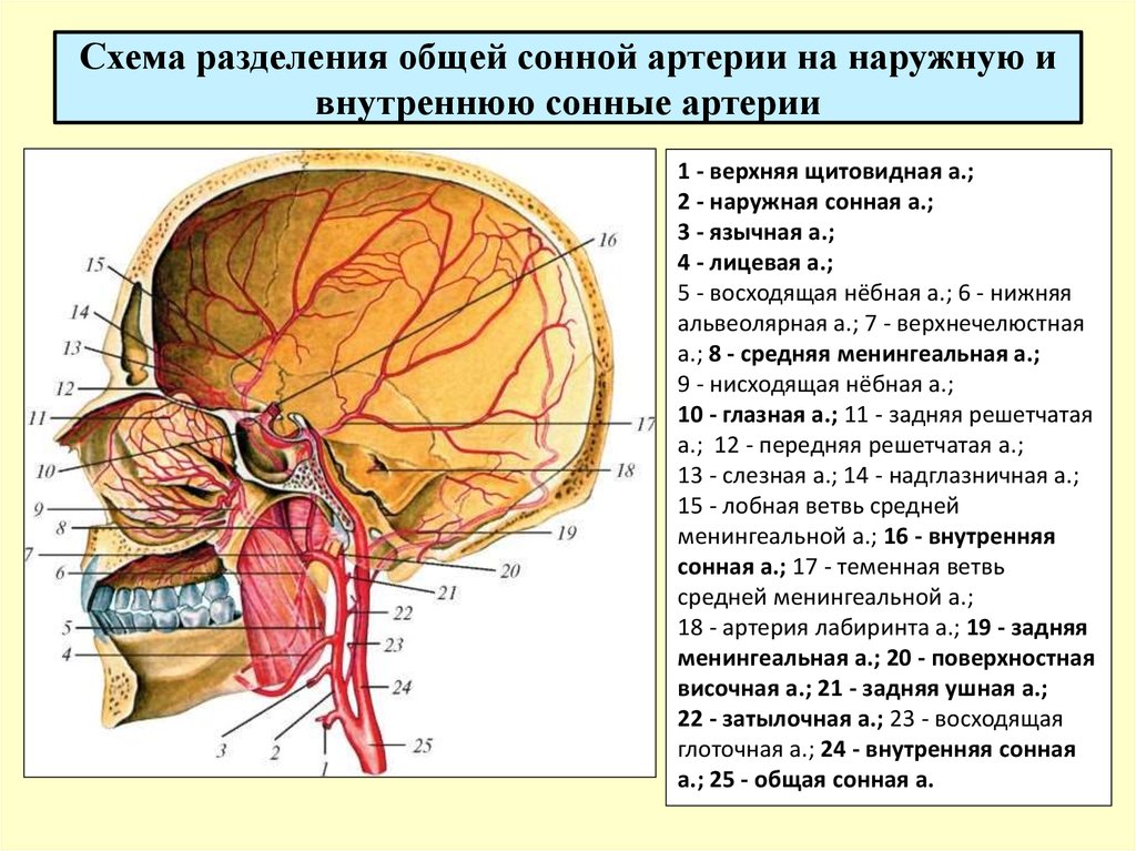 Схема разделения общей сонной артерии на наружную и внутреннюю сонные артерии