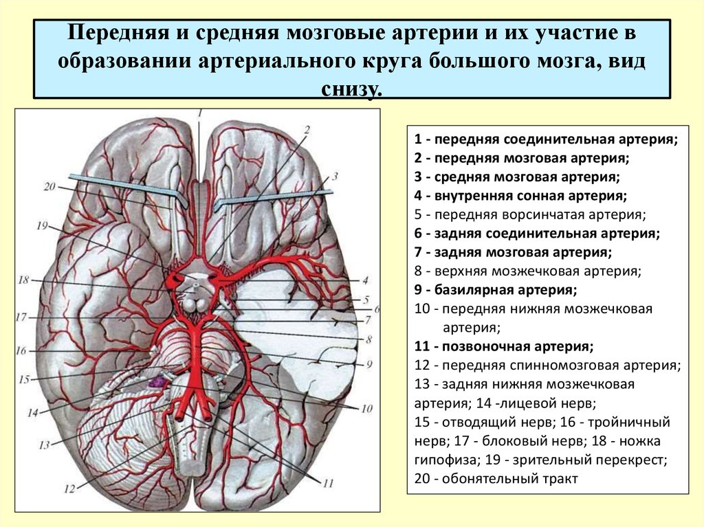 Передняя и средняя мозговые артерии и их участие в образовании артериального круга большого мозга, вид снизу.
