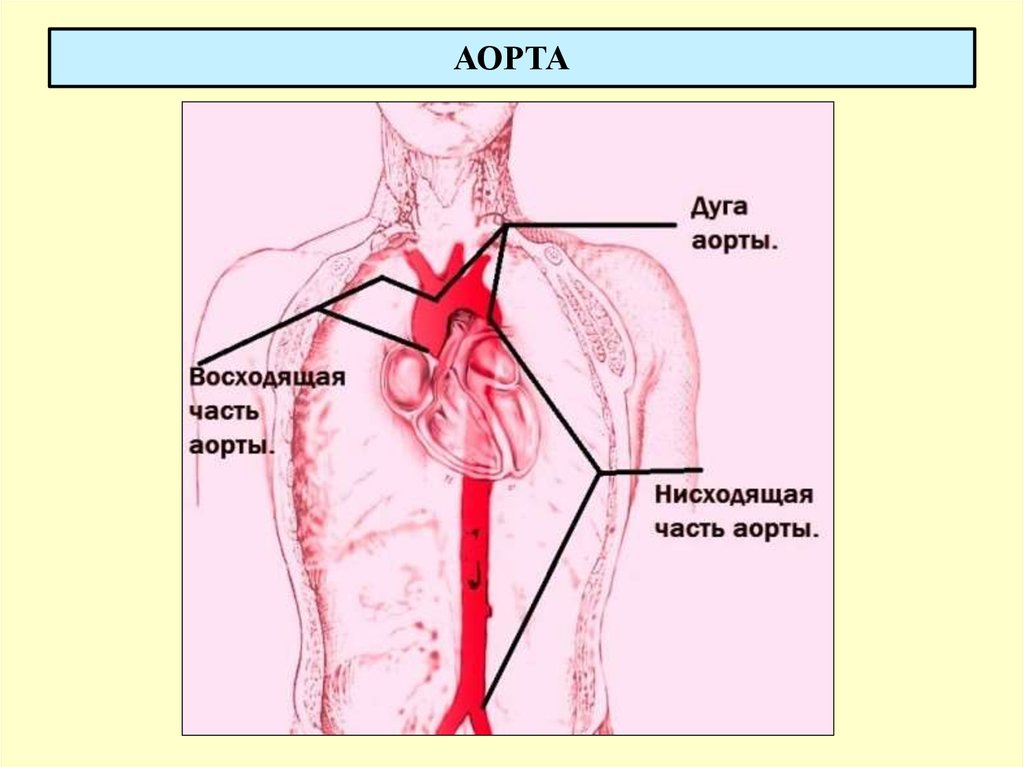 Самый крупный сосуд. Восходящая аорта топография. Расположение аорты у человека. Топография дуги аорты. Аорты:расположения отделы.