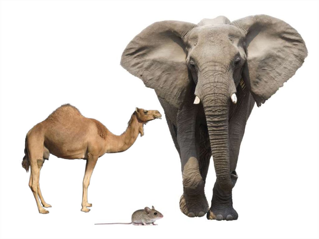 Compare animals. Comparing animals. Animals Comparison. Things to compare.