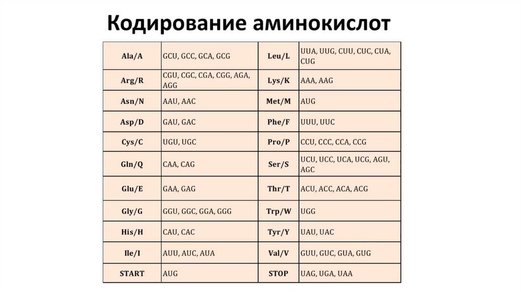 1 аминокислота кодирует 3. Кодирование аминокислот. Кодировка аминокислот. Таблица кодируемых аминокислот. Буквенная кодировка аминокислот.