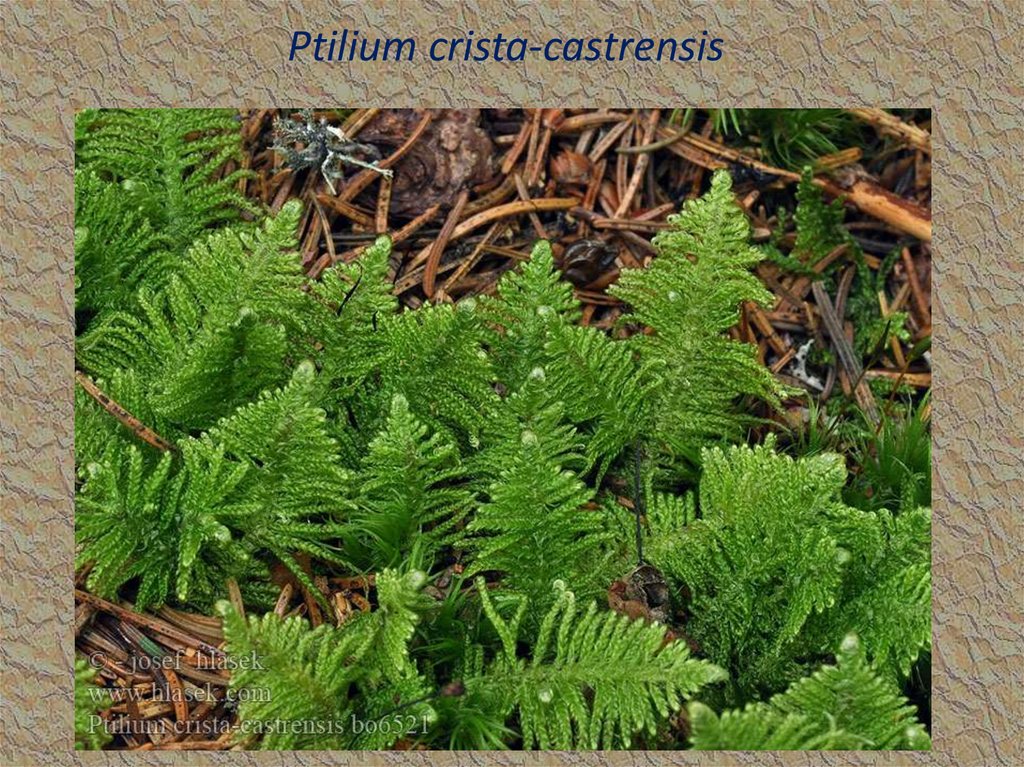 Ptilium crista-castrensis