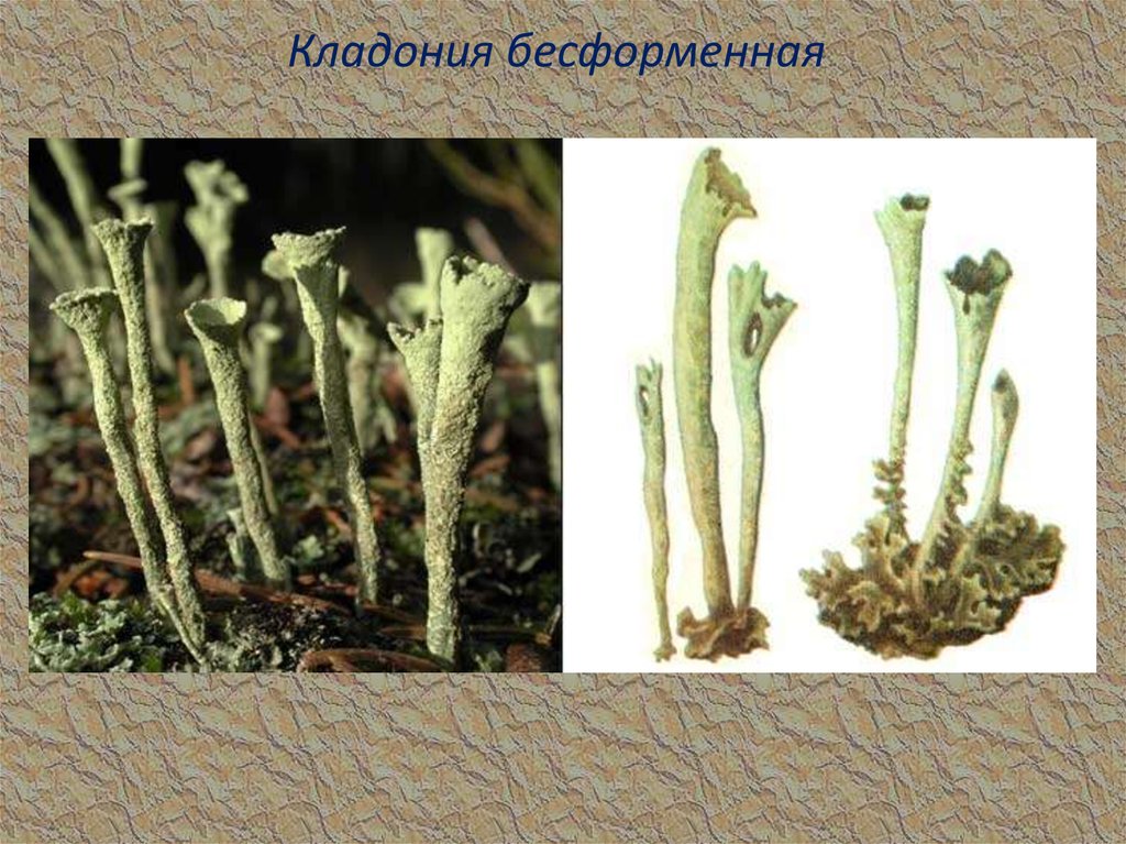 Кладония бесформенная