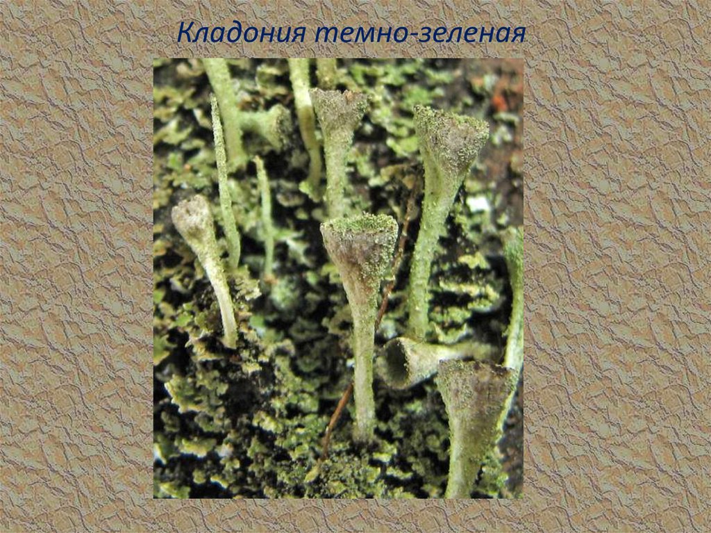 Кладония темно-зеленая