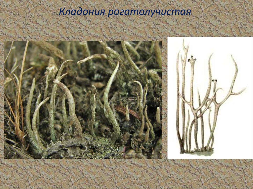 Кладония рогатолучистая