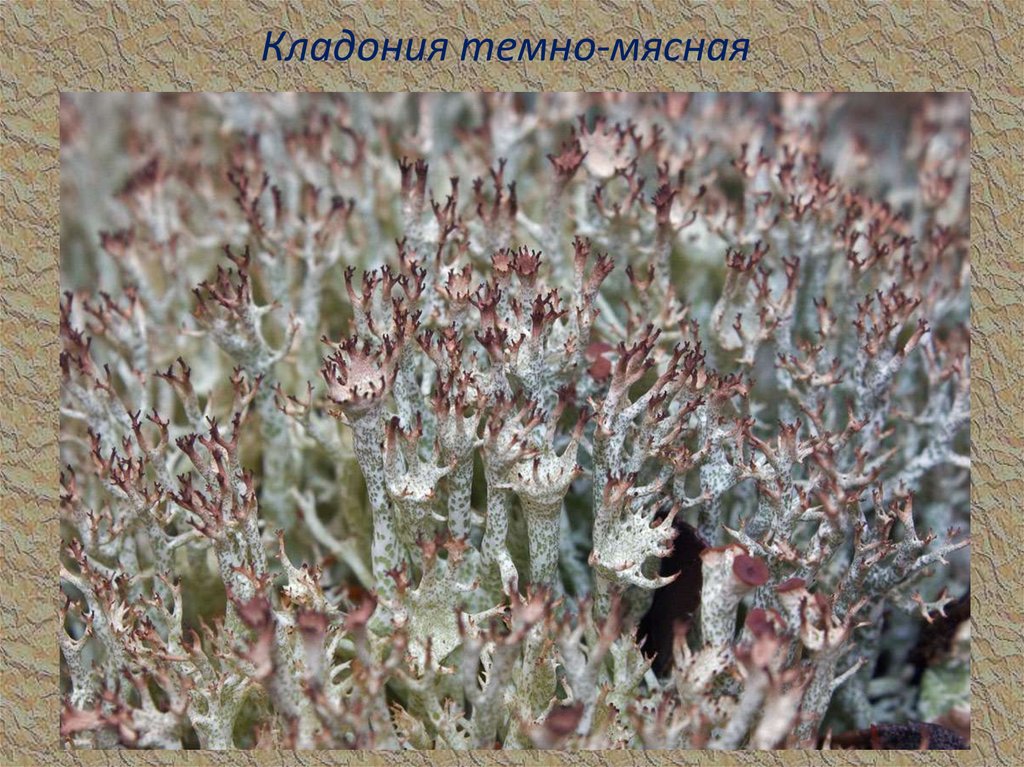 Кладония темно-мясная
