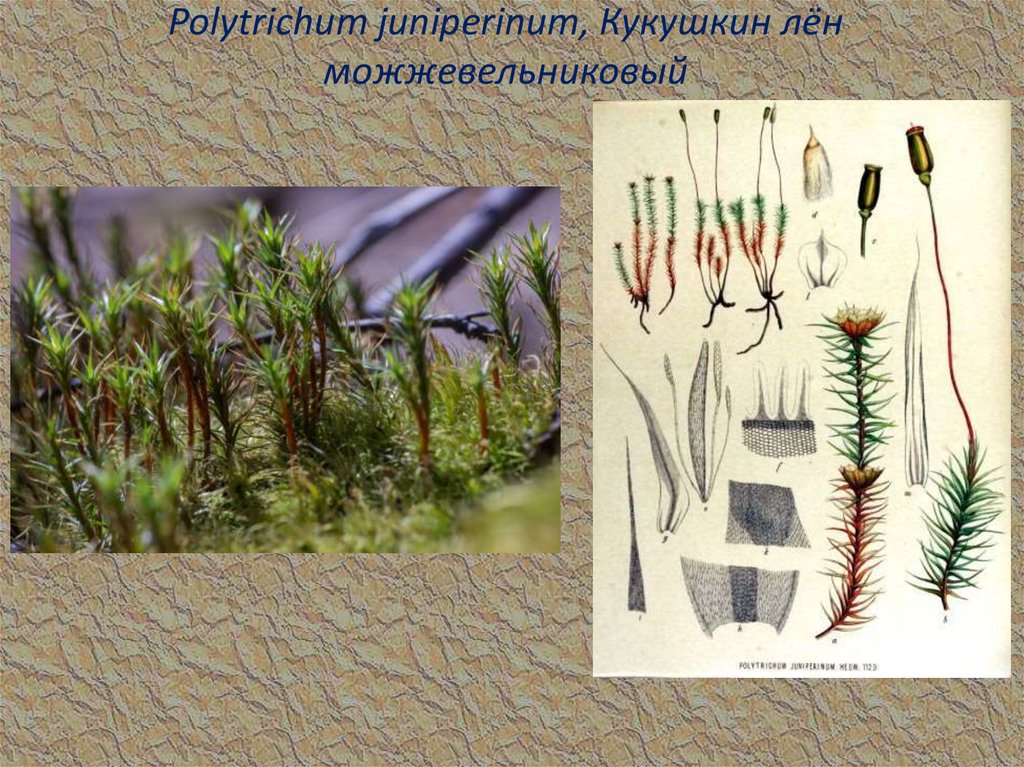 Кукушкин лен какая группа организмов. Polytrichum juniperinum. Кукушкин лен можжевельниковый. Спорофит мха Кукушкин лён обыкновенный.