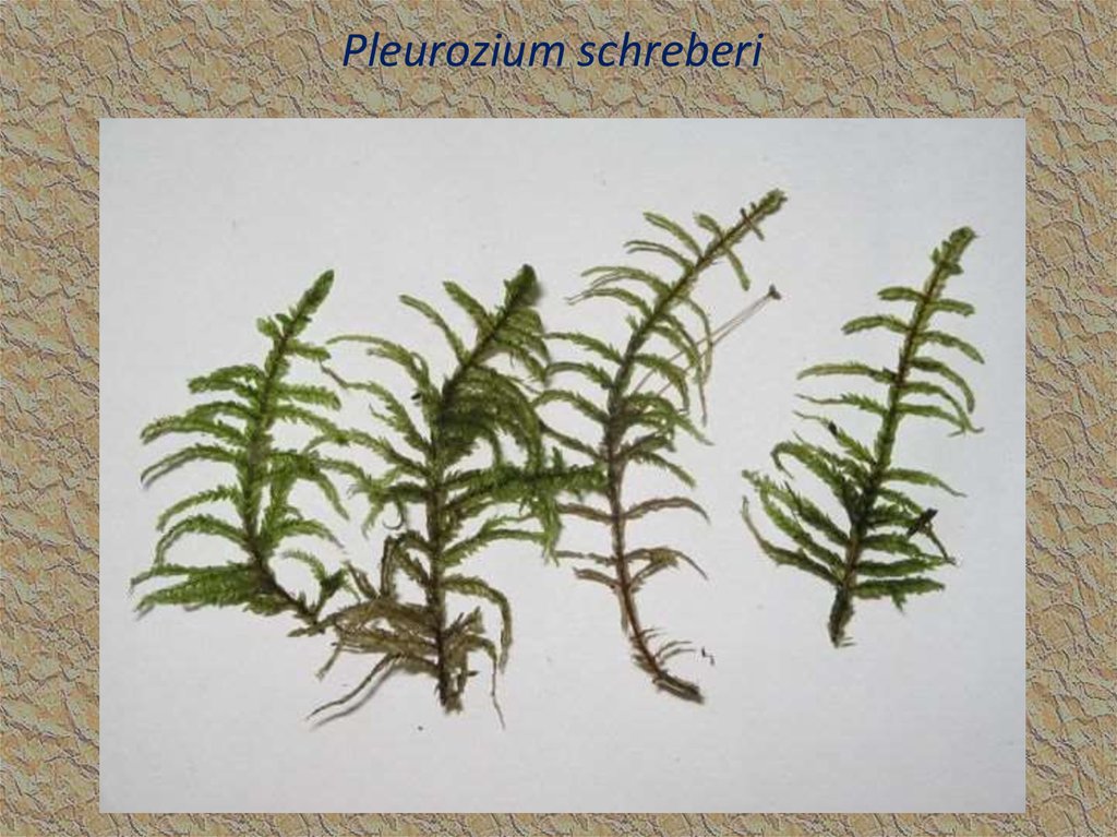 Pleurozium schreberi