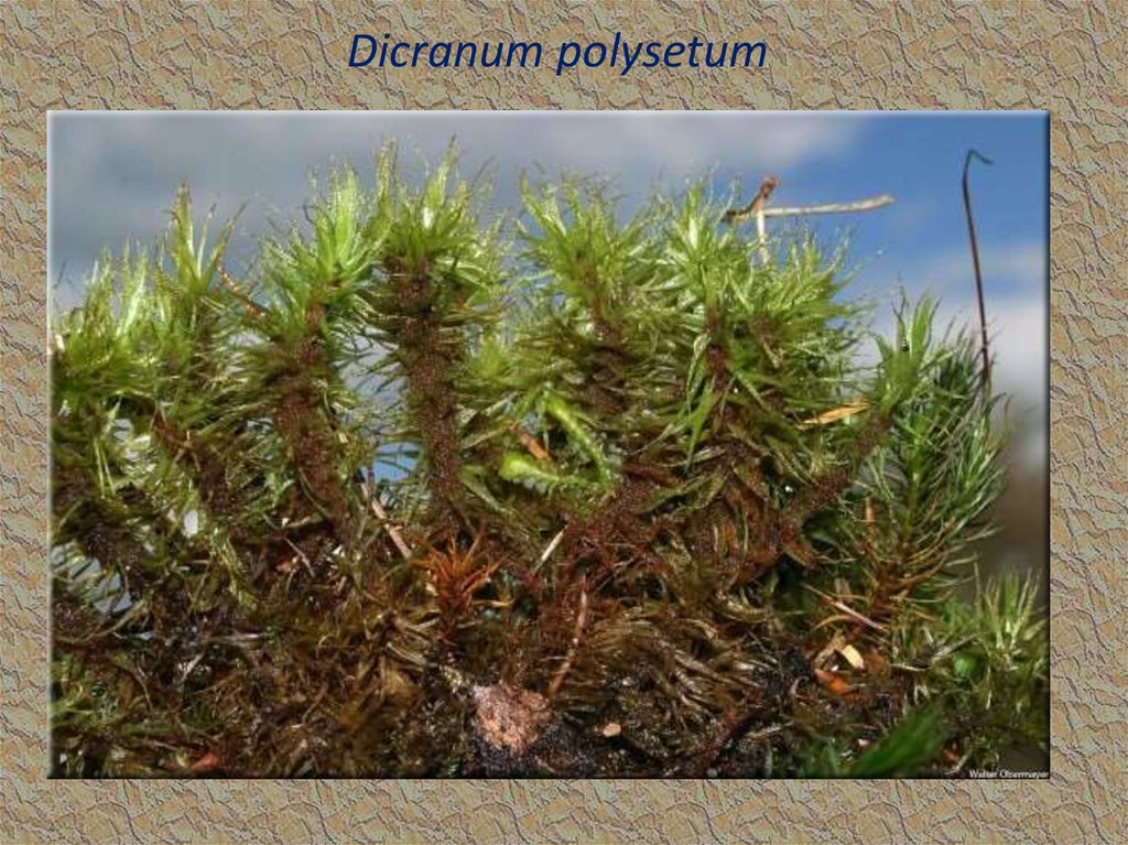 Dicranum polysetum