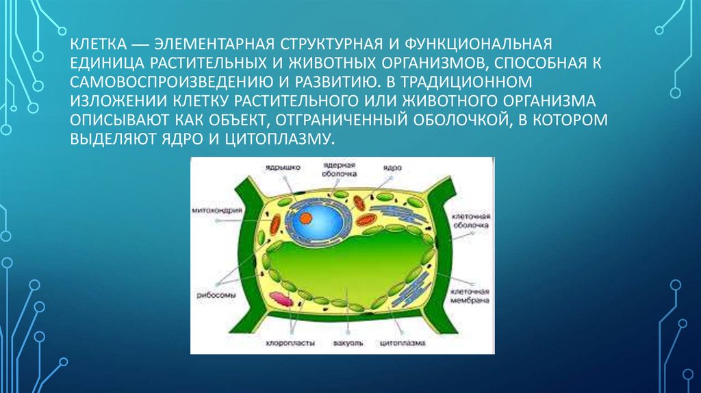 Генетический аппарат клетки растения. Клетка основная структурная и функциональная. Клетке это структурно-функциональная. Клетка структурная и функциональная единица организма. Структурные единицы клетки.