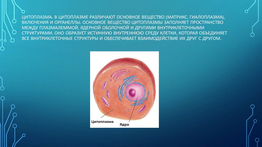 Цитоплазма это. Основное вещество цитоплазмы. Включения цитоплазмы. Основные компоненты цитоплазмы. Субстанция цитоплазмы.