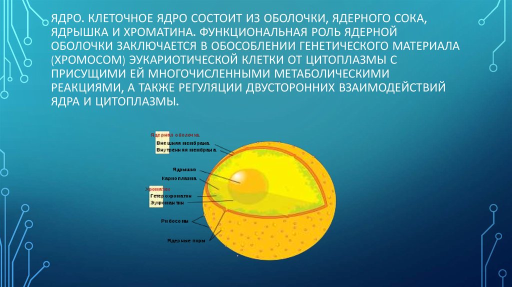 Из чего состоит ядро. Ядерная оболочка состоит из. Ядро клетки состоит из ядерной. Ядерный сок в клетке. Ядро состоит из ядерной оболочки ядерного сока.