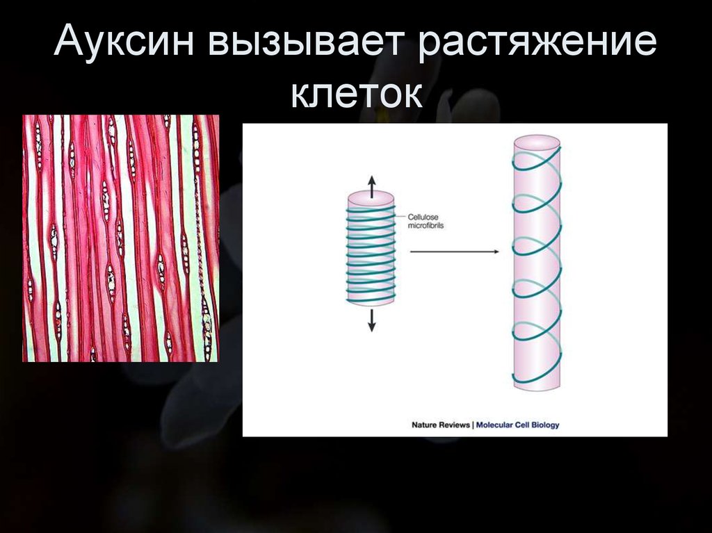 Вызывают рост растения путем растяжения клеток. Растяжение клетки. Рост клетки путем растяжения. Рост растительной клетки путём растяжения. Процесс растяжения клетки.