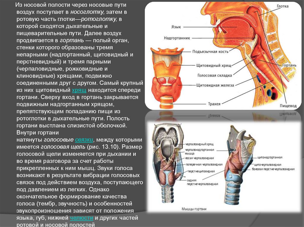 Дыхание человека - презентация онлайн