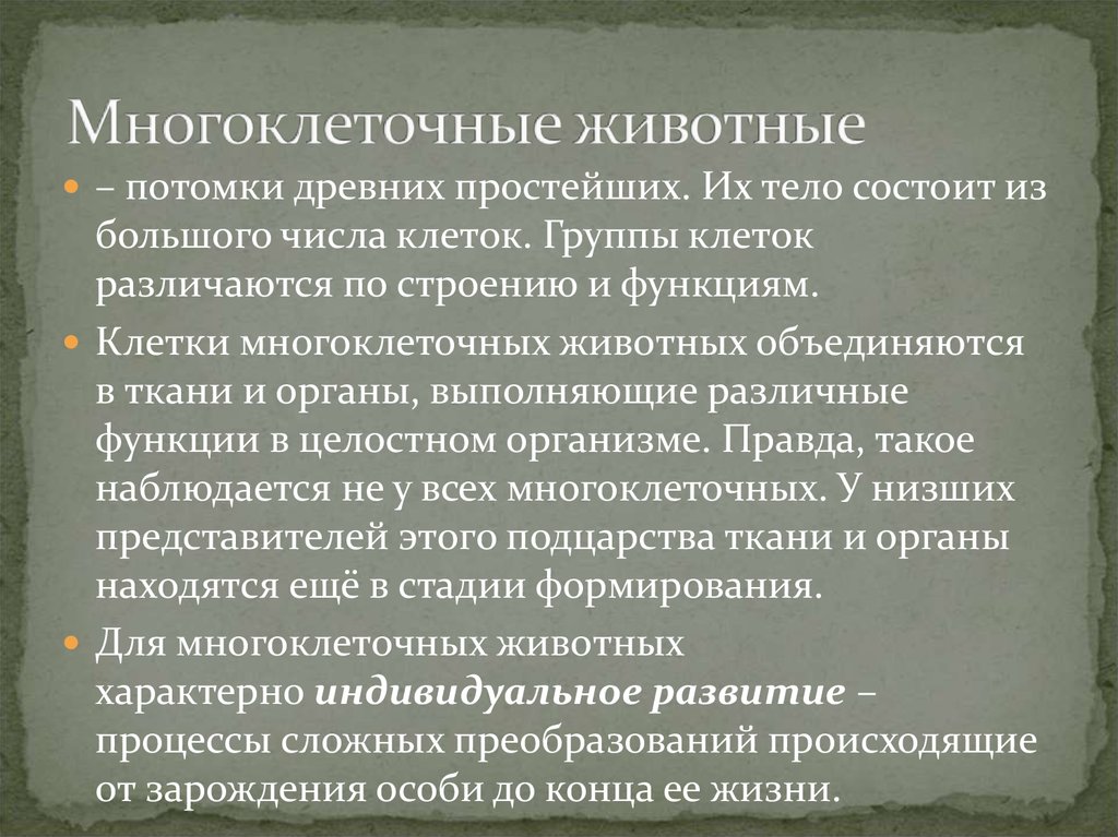 Составьте план конспект текста параграфа подцарство многоклеточные беспозвоночные животные