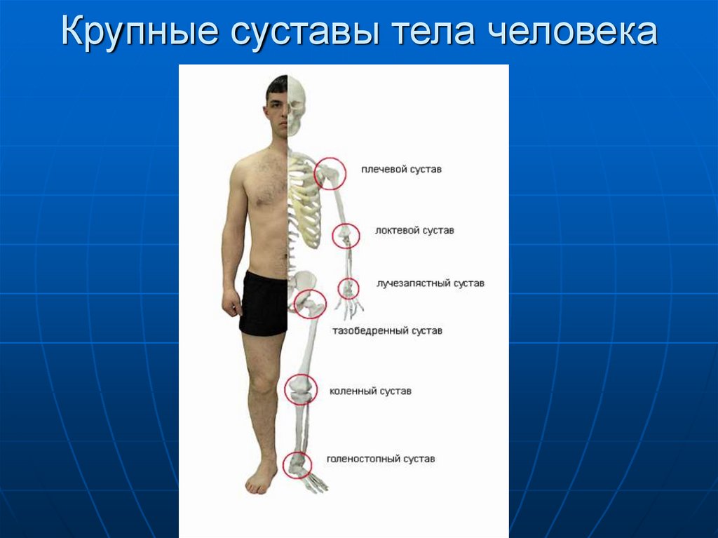 Какие есть суставы. Суставы человека. Крупные суставы человека. Крупные суставы человека список. Строение тела человека суставы.