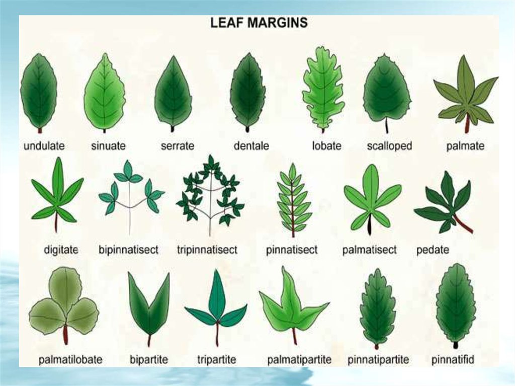 A Leaf - online presentation