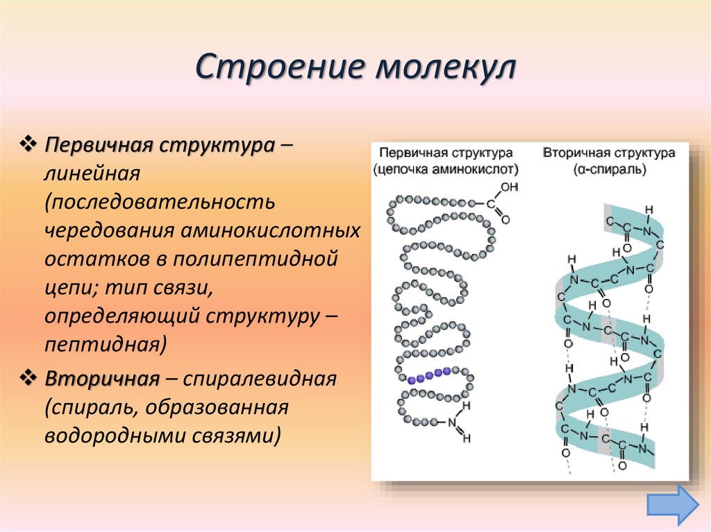 Какие связи есть в белке первичная. Цепочка аминокислот структура белка. Первичная структура белковых молекул. Первичная структура белка. Первичная структура белка линейная структура.
